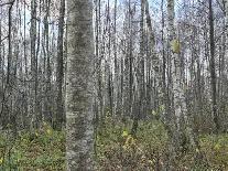 Žemės sklypas — Kėdainių r. sav.