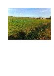 Žemės sklypas — Prienų r. sav.