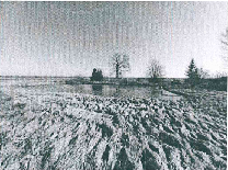 Žemės sklypas — Marijampolės sav.