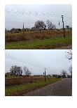 Žemės sklypas — Zarasų r. sav.