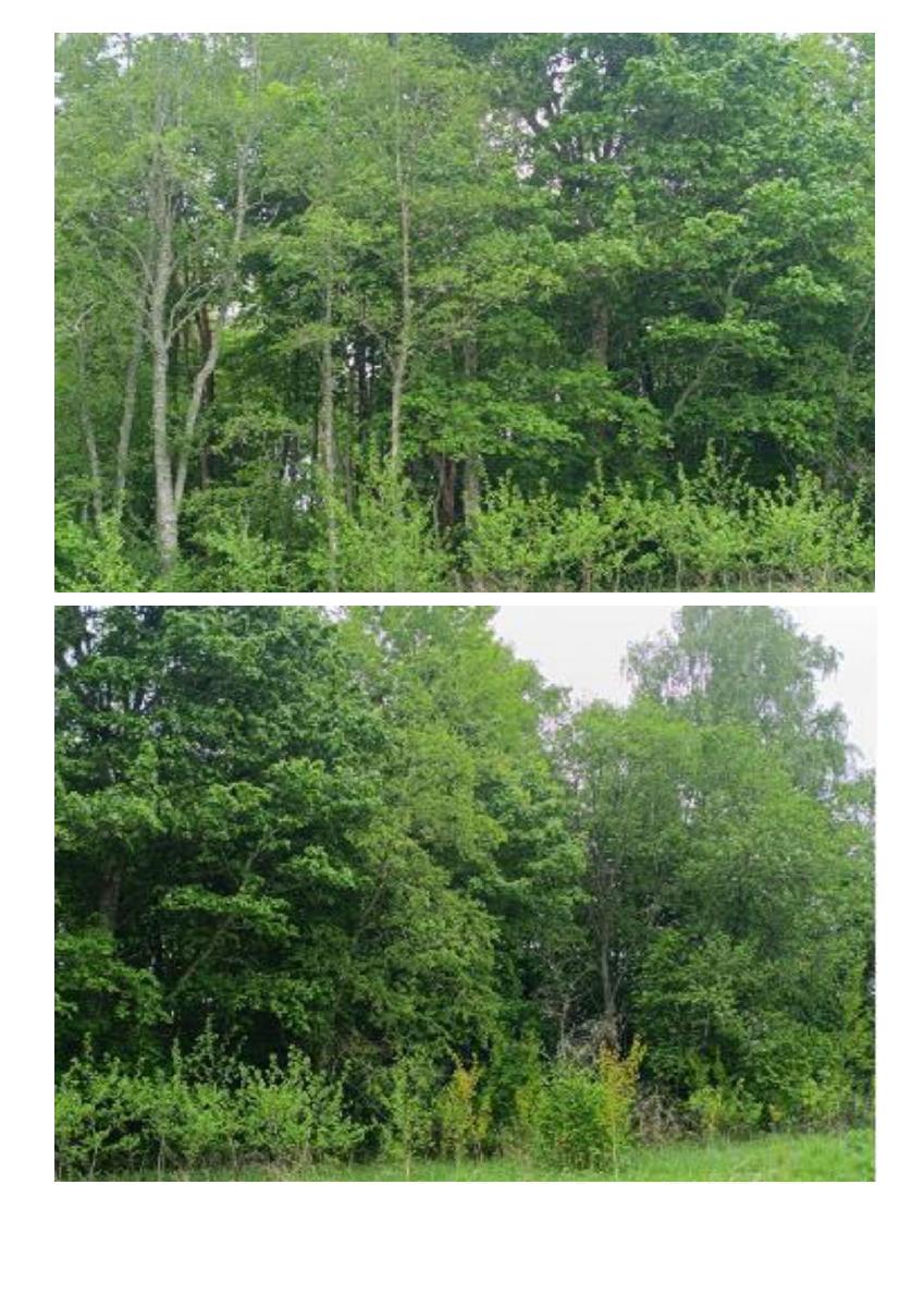 Žemės sklypas — Švenčionių r. sav.