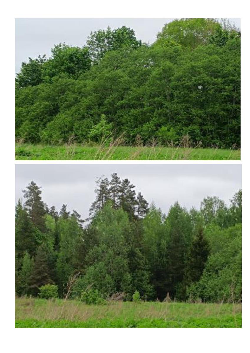 Žemės sklypas — Švenčionių r. sav.