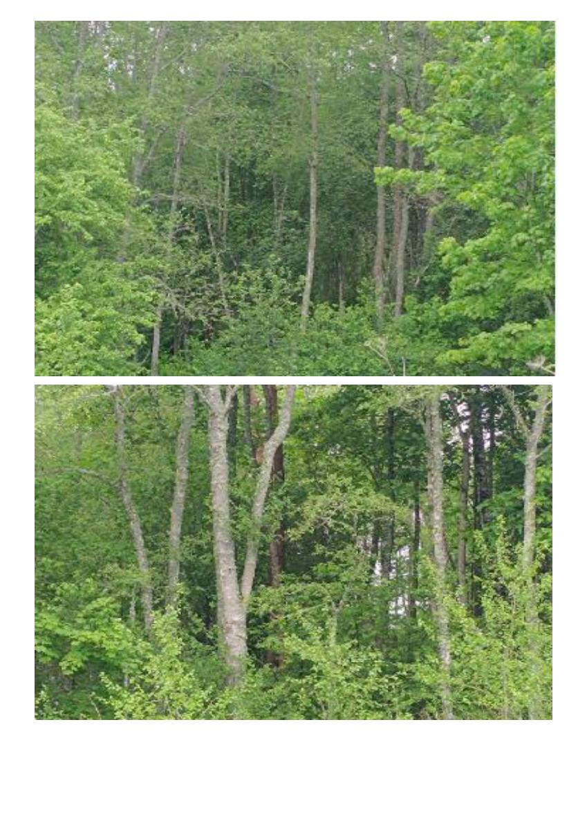 Žemės sklypas — Švenčionių r. sav.