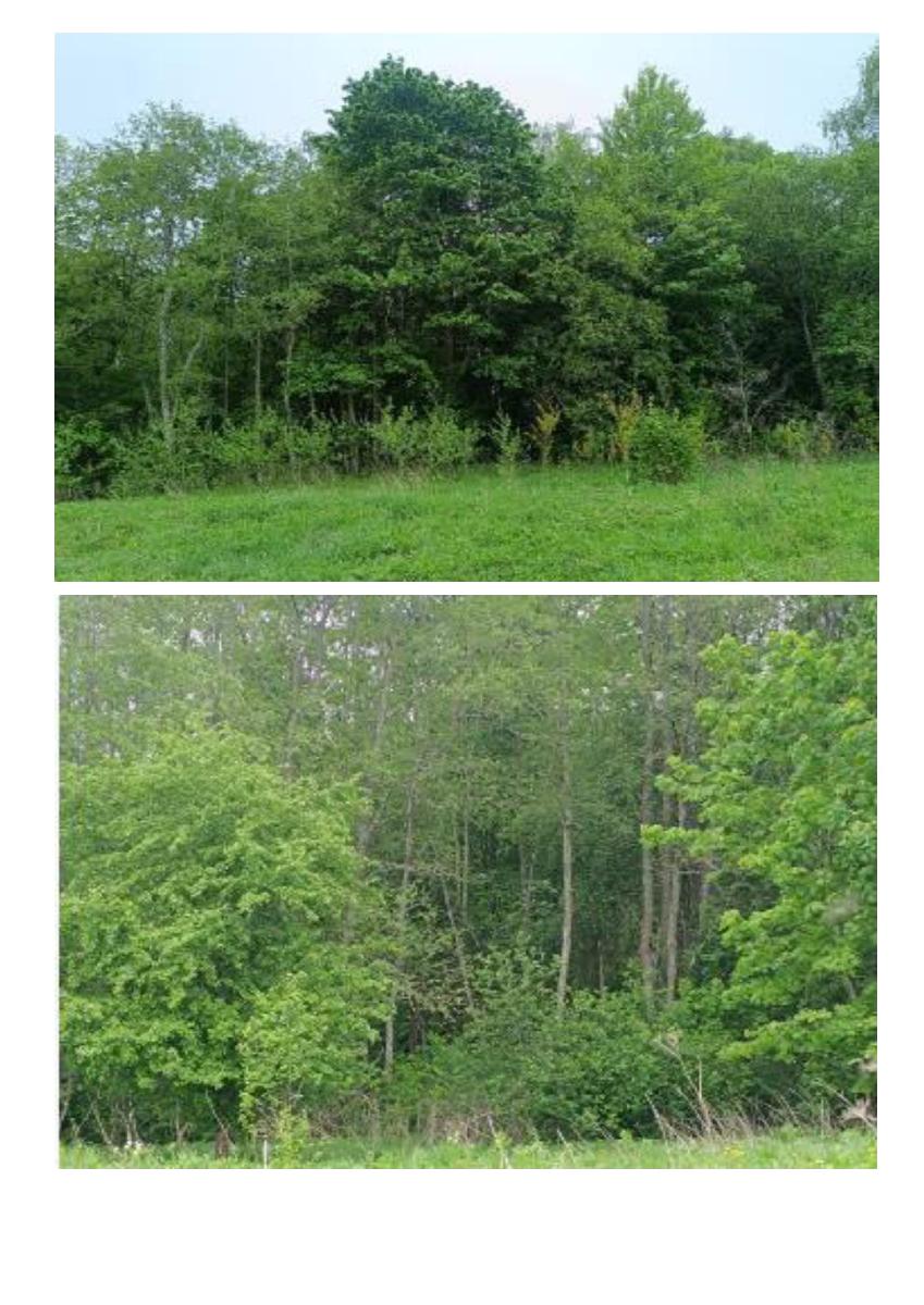 Žemės sklypas — Švenčionių r. sav.