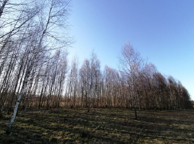 Žemės sklypas — Šilutės r. sav.