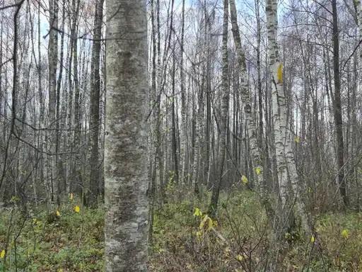 Žemės sklypas — Kėdainių r. sav.