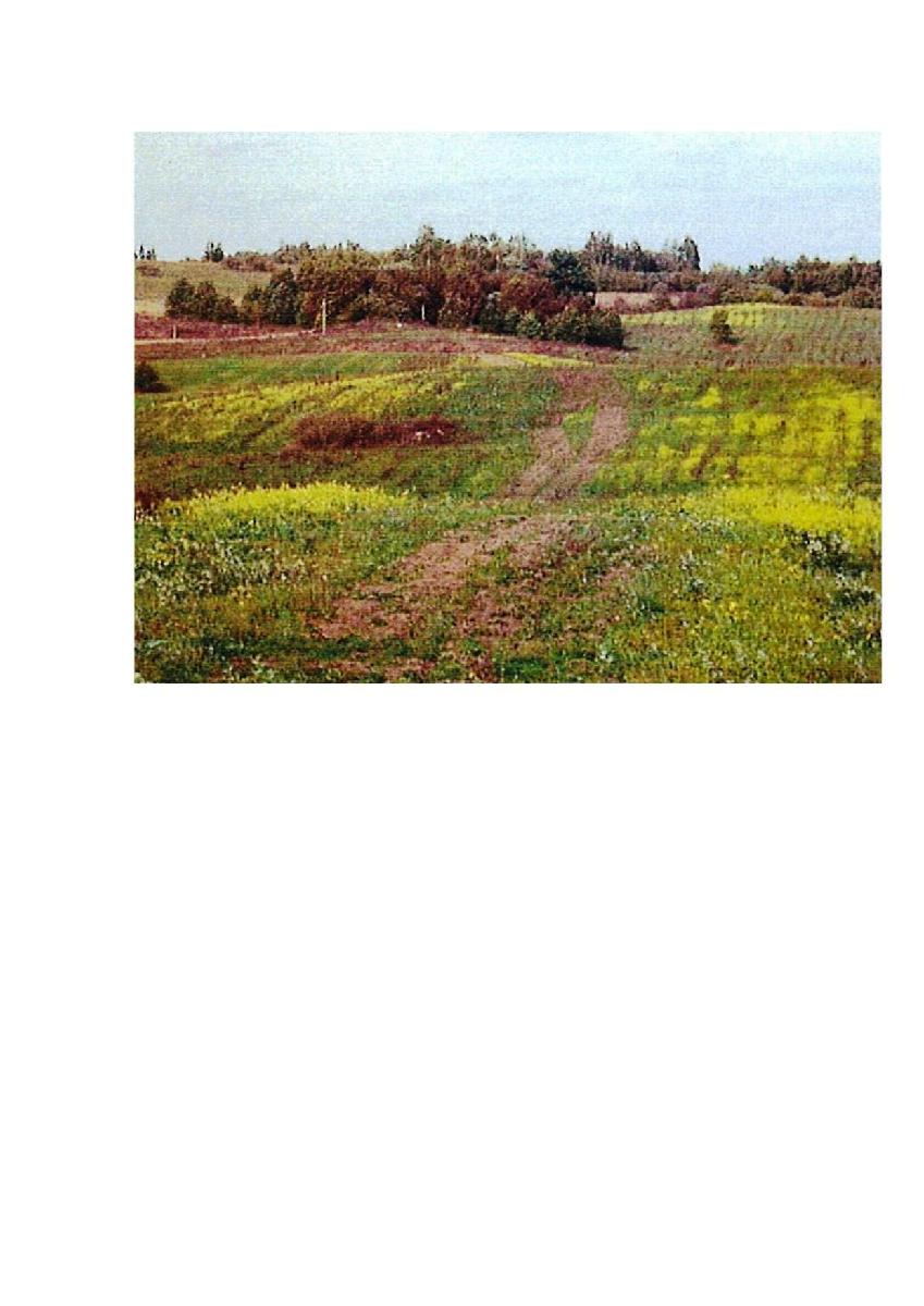 Žemės sklypas — Prienų r. sav.