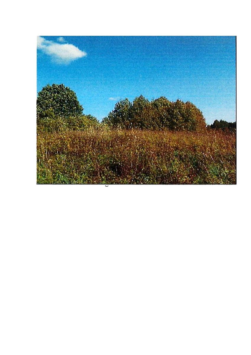 Žemės sklypas — Prienų r. sav.