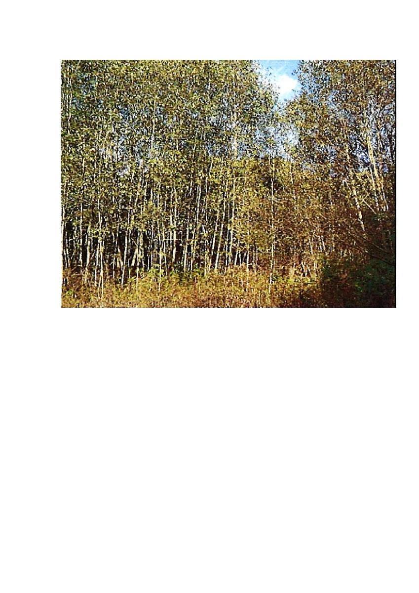 Žemės sklypas — Prienų r. sav.