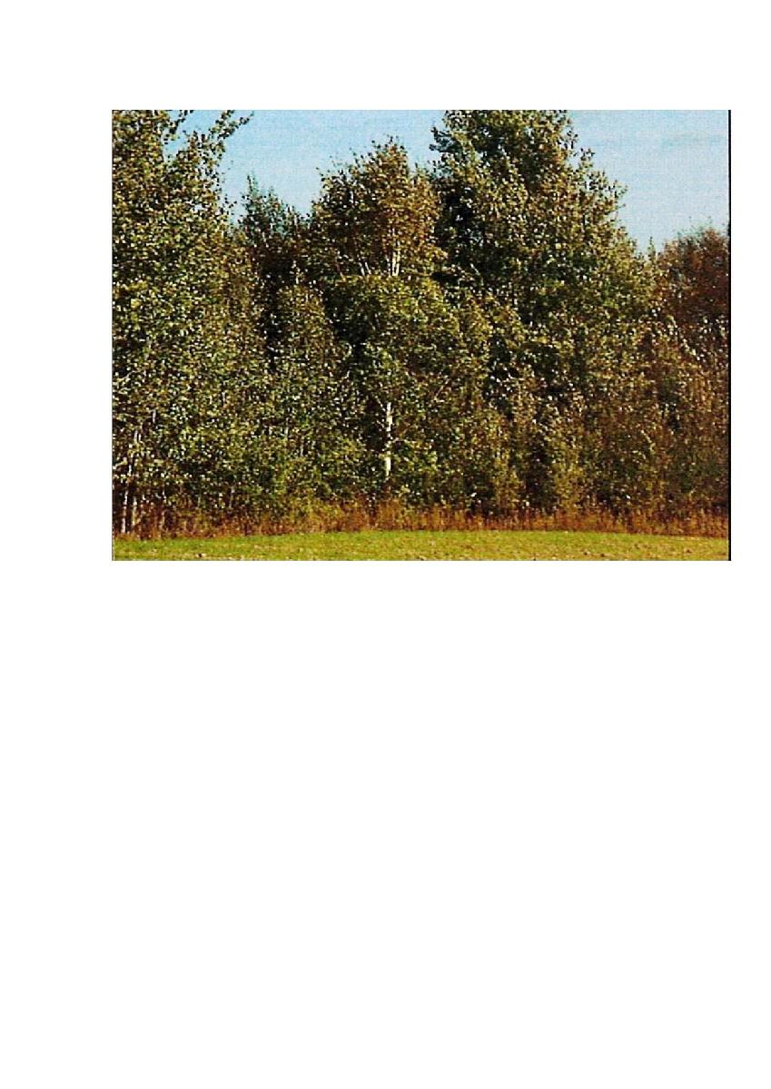 Žemės sklypas — Prienų r. sav.