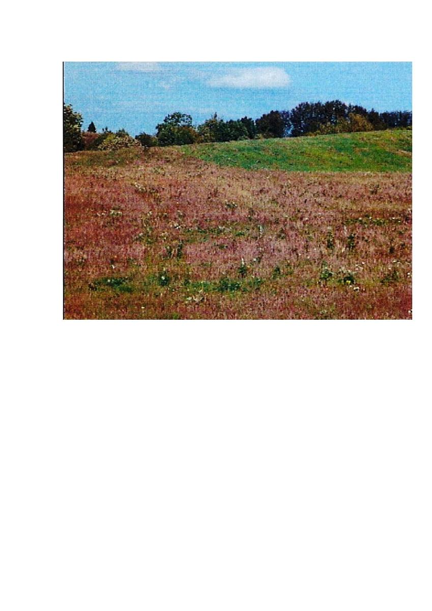 Žemės sklypas — Prienų r. sav.