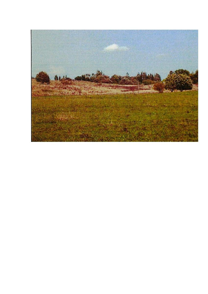 Žemės sklypas — Prienų r. sav.