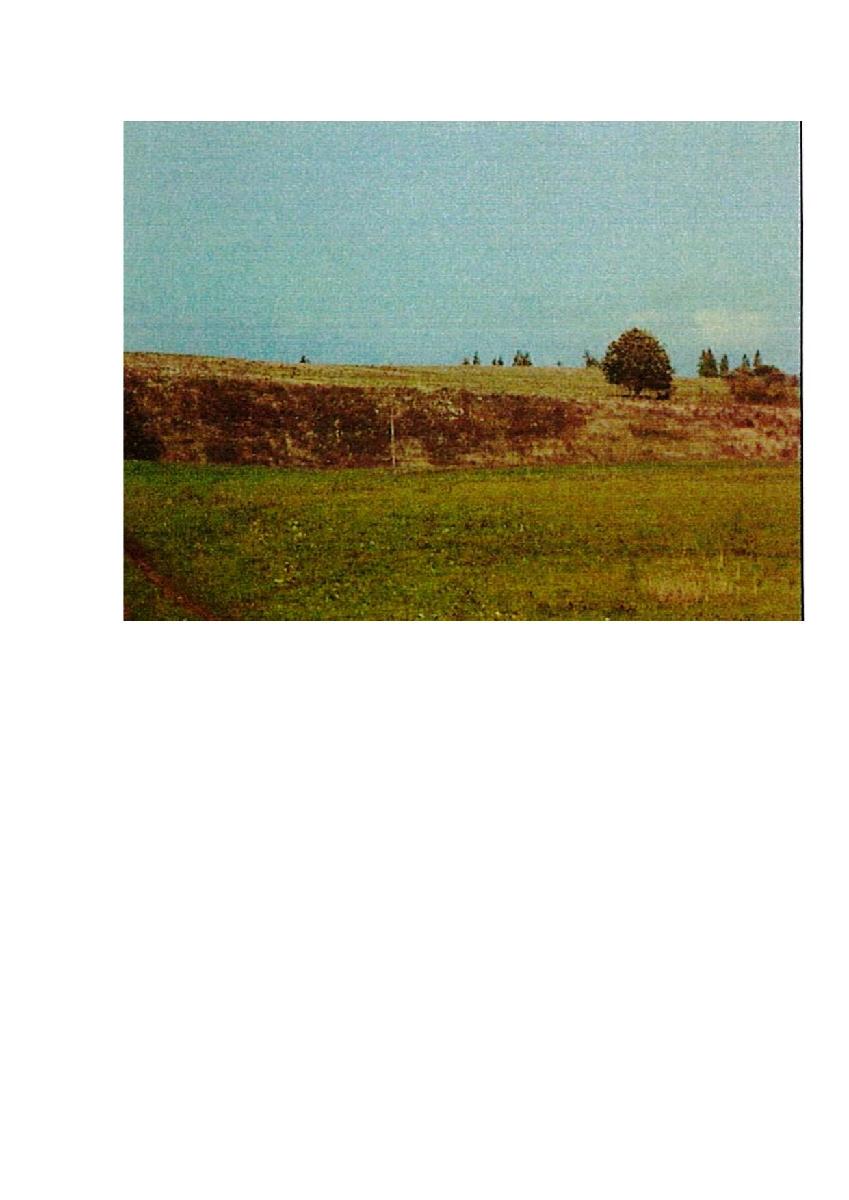 Žemės sklypas — Prienų r. sav.