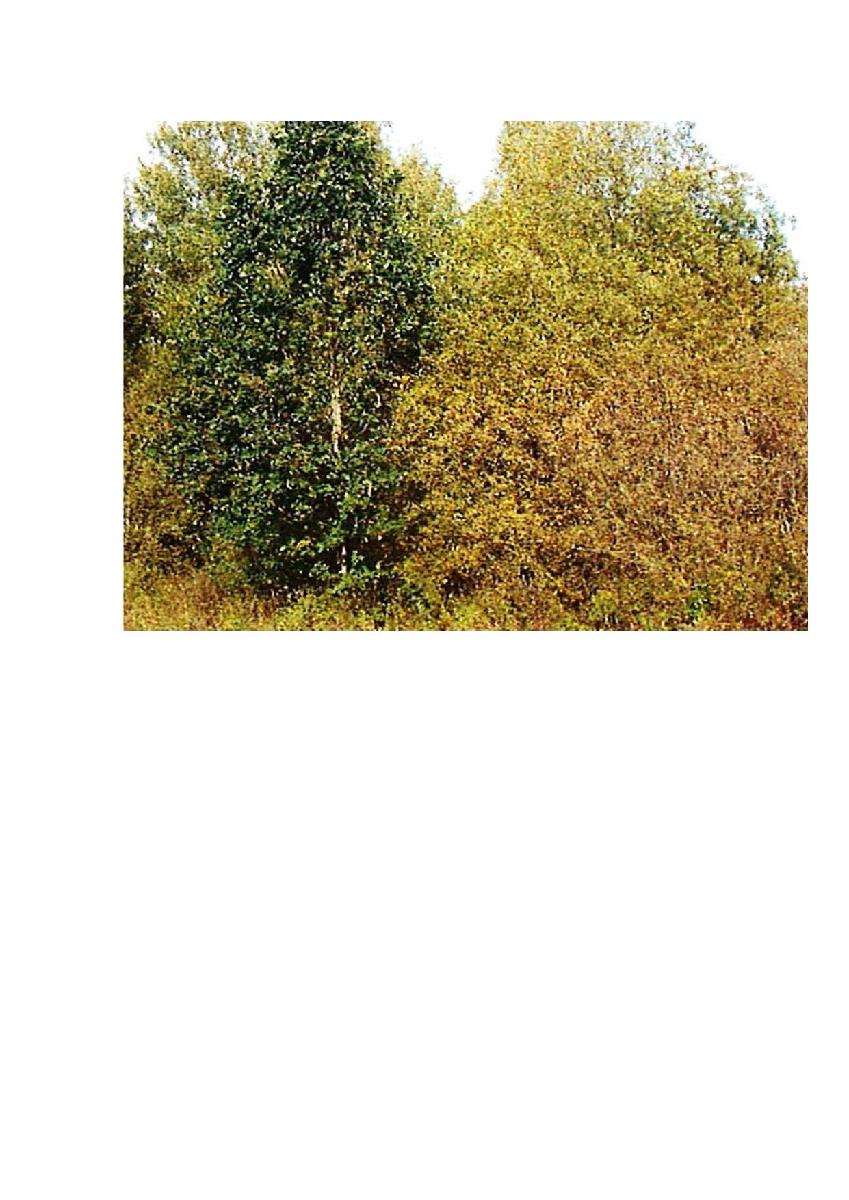 Žemės sklypas — Prienų r. sav.