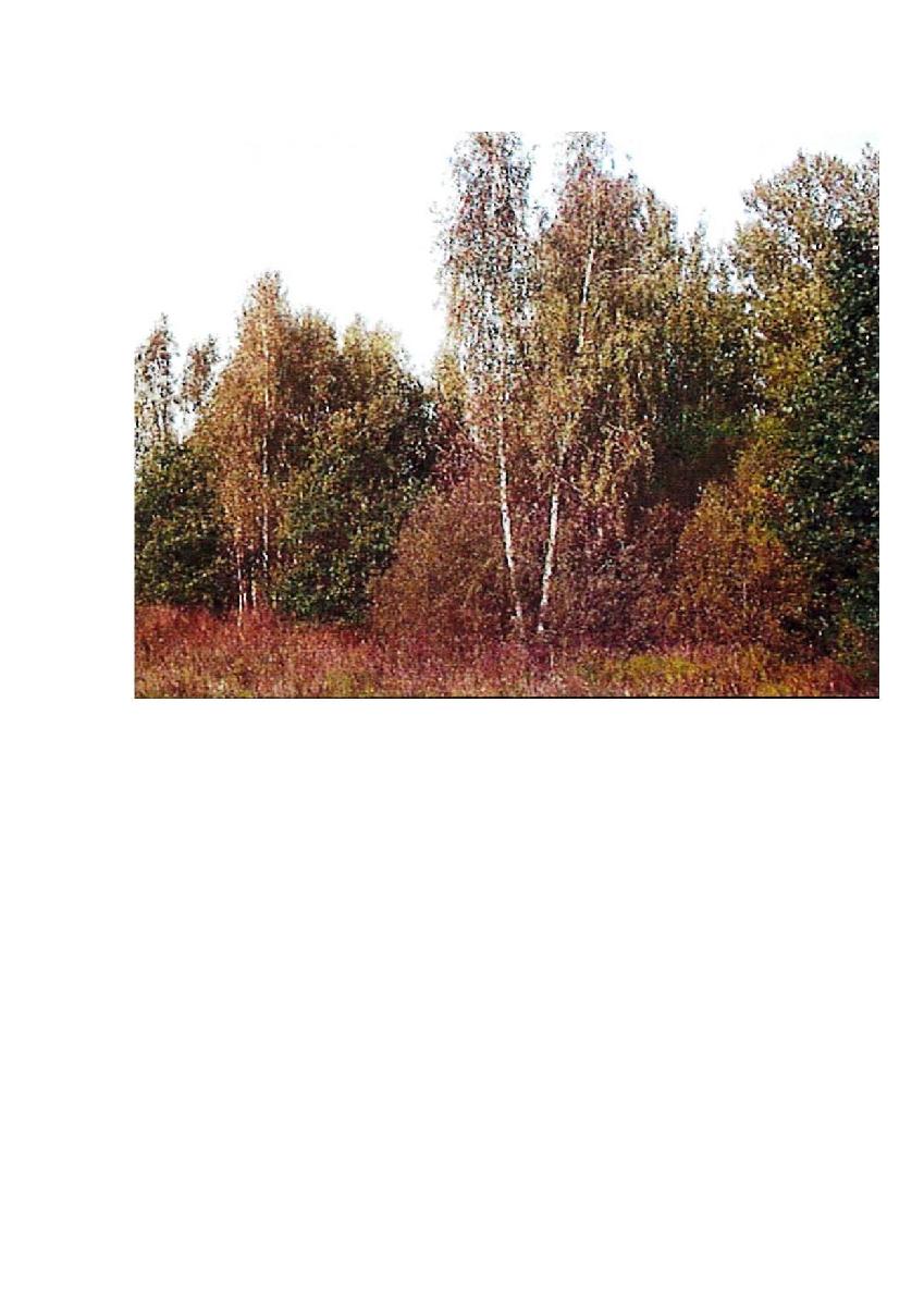 Žemės sklypas — Prienų r. sav.
