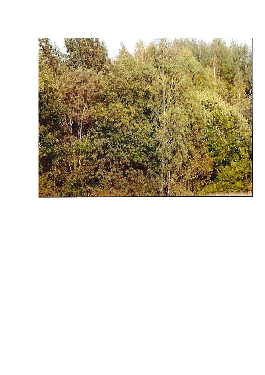 Žemės sklypas — Prienų r. sav.