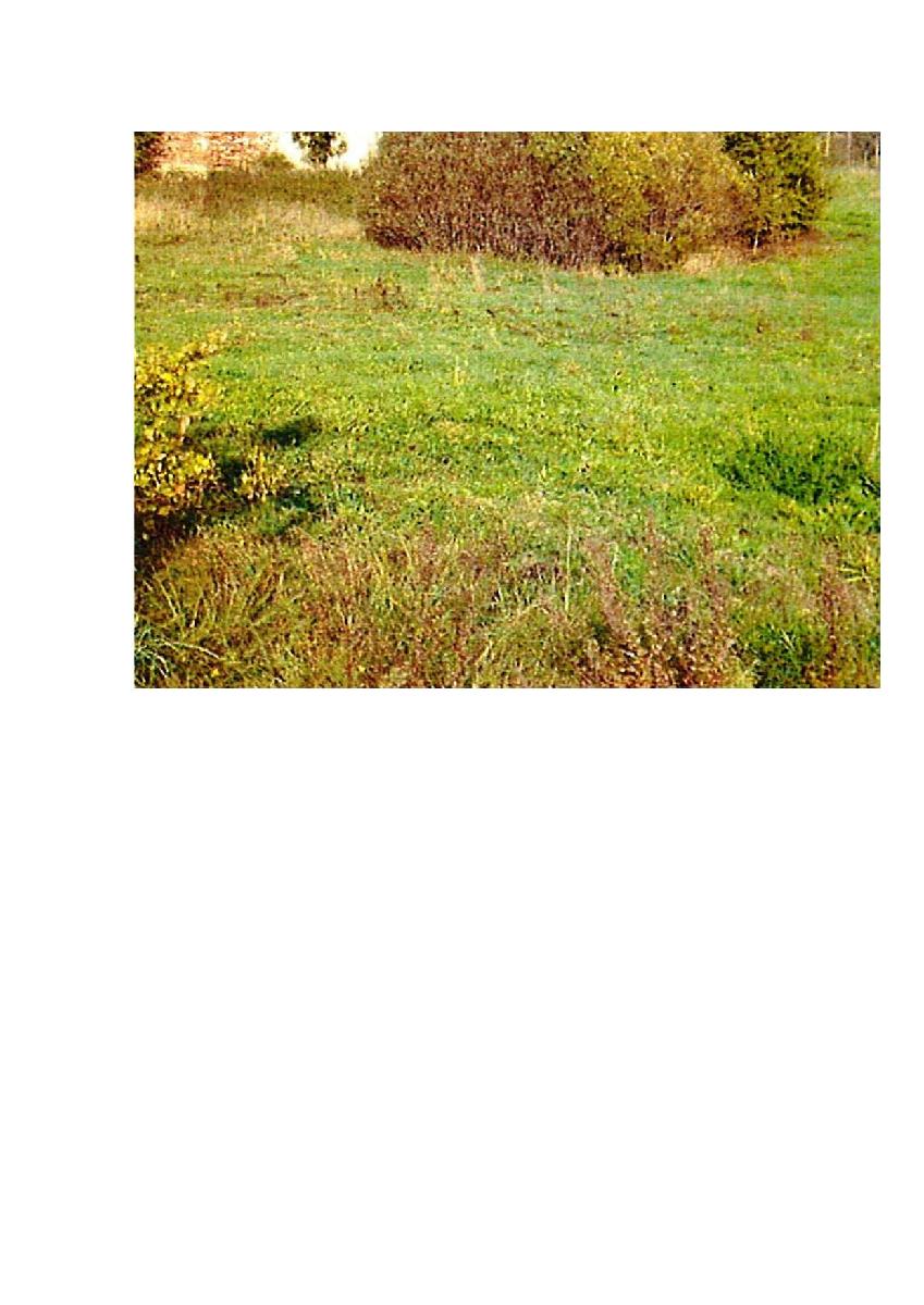 Žemės sklypas — Prienų r. sav.