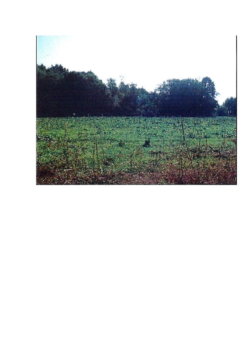 Žemės sklypas — Prienų r. sav.