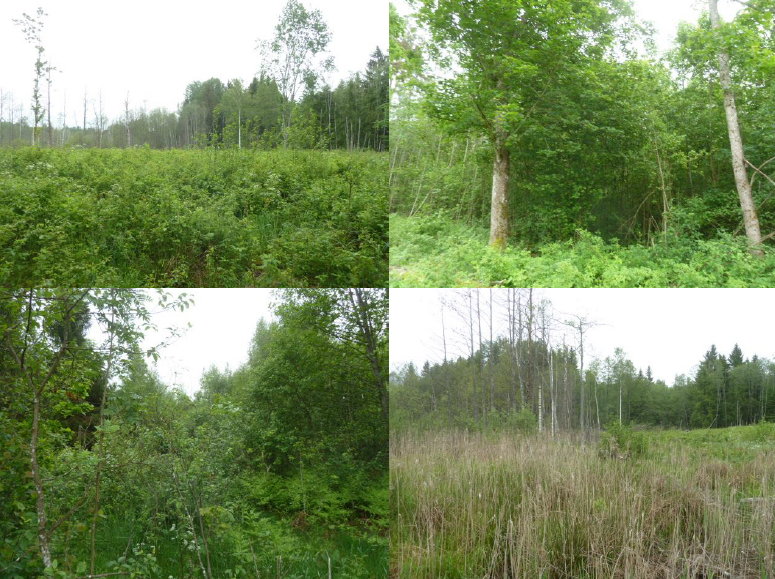 Žemės sklypas — Utenos r. sav.