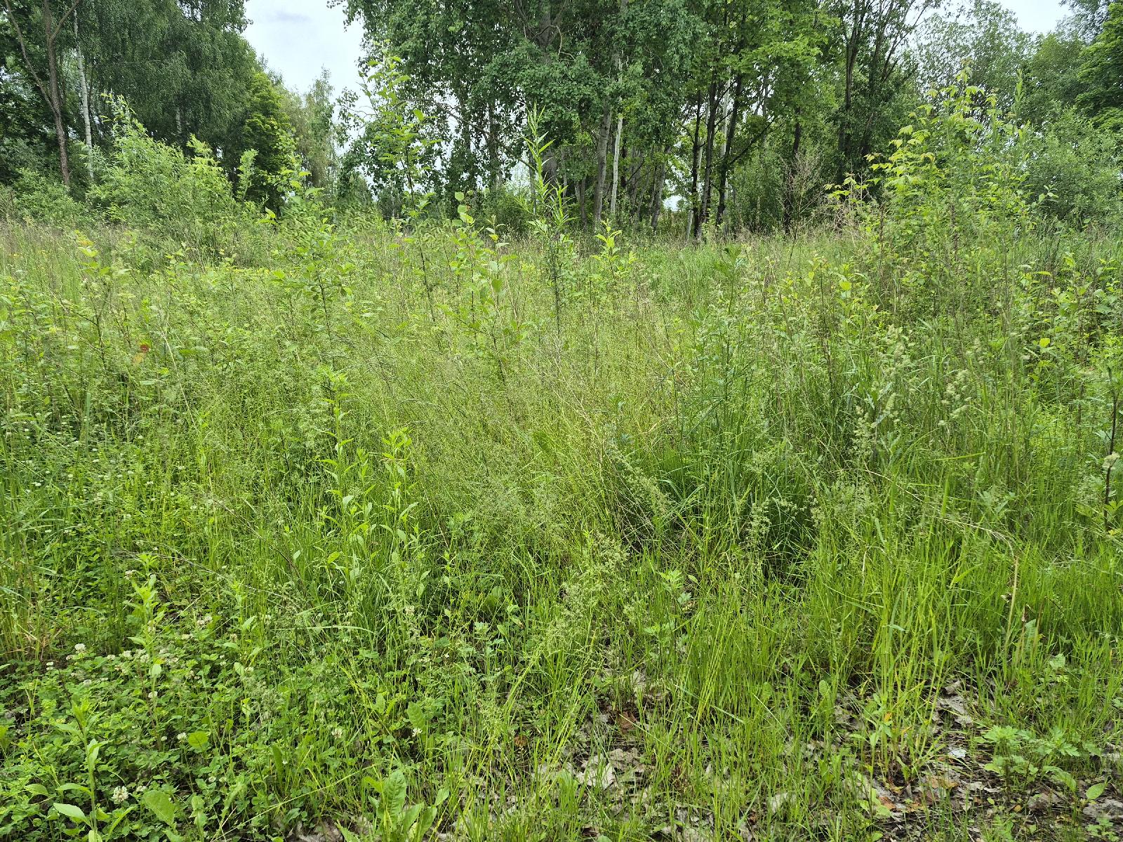 Žemės sklypas — Kėdainių r. sav.