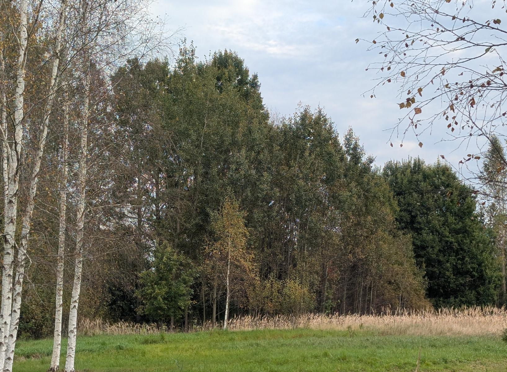 Žemės sklypas — Plungės r. sav.